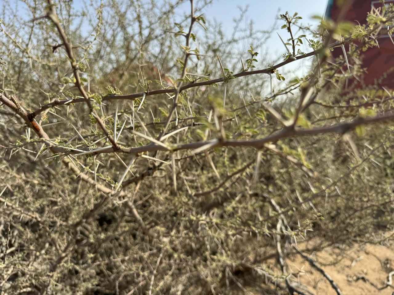 画像: 棘の群生