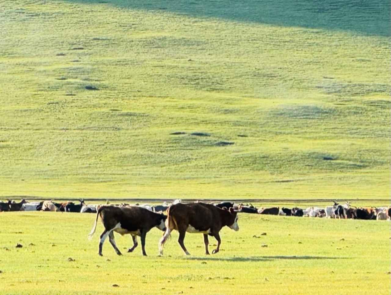 画像: モンゴルの代表的な家畜は牛、山羊、羊、馬、ラクダの5種類