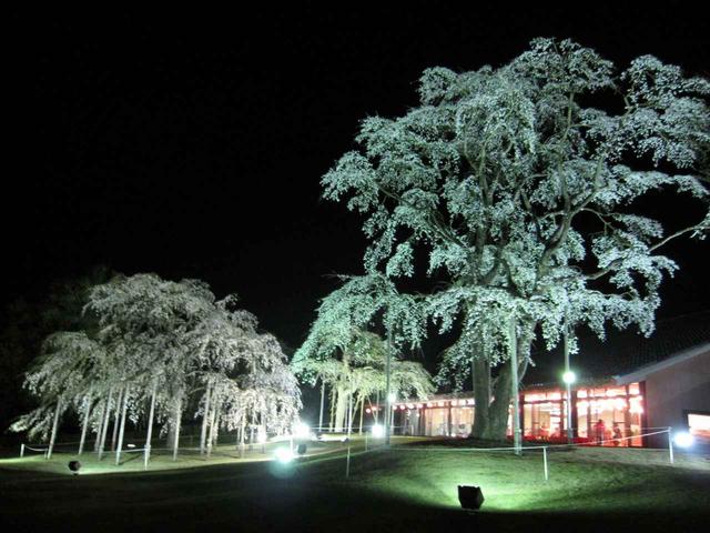 画像: ライトアップされた夜桜を見ながら食事を楽しんでもらうため、年1回夜の営業を実施。高齢の人気行事になっている