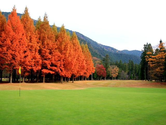 画像: 15番 392Y P4 杉の木は常緑樹だが、ご覧のように見事なえび茶色に!
