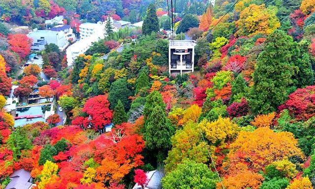 画像: 【六甲の紅葉スポット】六甲山頂と有馬温泉を12分で結ぶ六甲有馬ロープウェイ。眼下にはご覧のような紅葉が広がります。少し西に行くと、摩耶ロープウェイも絶景スポット。 くわしくはこちら