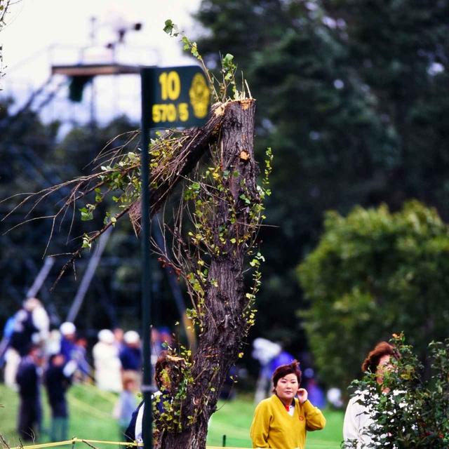 画像: 風に折られた木。最終日には台風並みの風が吹き荒れた