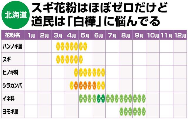 画像: “ 避粉地” として知られる北海道。スギはほぼゼロだが道民は白樺(シラカンバ)花粉に悩む人が多い。「スギに反応する人は白樺に反応する可能性も。要注意です」(佐橋先生)