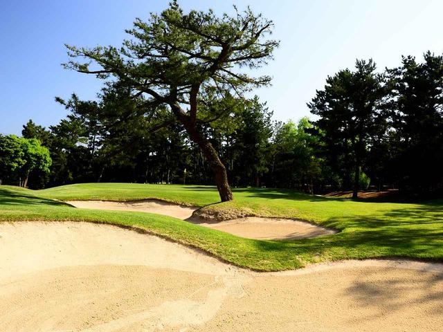 画像: 12番パー5のグリーン手前の松
