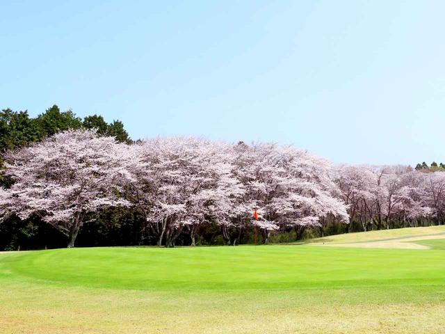 画像: 【茨城県】関東では珍しい桜も「桜の宮ゴルフ倶楽部」