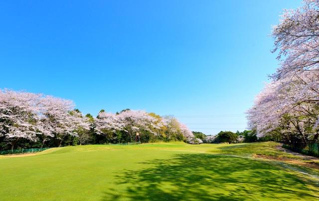 画像: 【千葉県】桜の種類が多く、咲く時期が長い「八千代ゴルフクラブ」