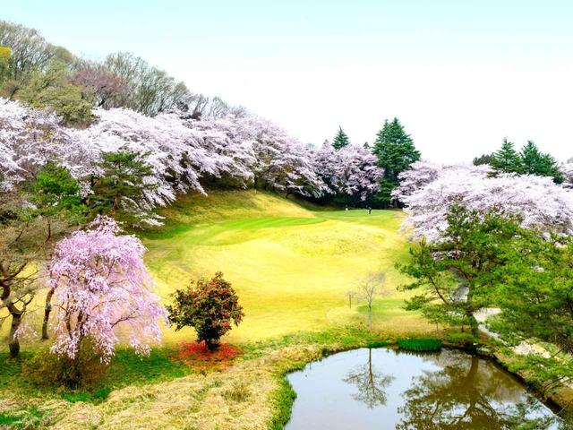 画像: 【栃木県】池の先には桜に囲まれたグリーン「栃木カントリークラブ」