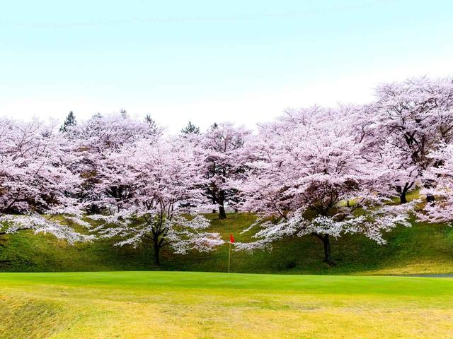 画像: 【栃木県】谷倉山の裾野に広がる桜並木「都賀カンツリー倶楽部」