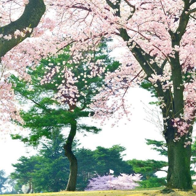 画像: 【埼玉県】コースのロゴも桜「西武園ゴルフ場」