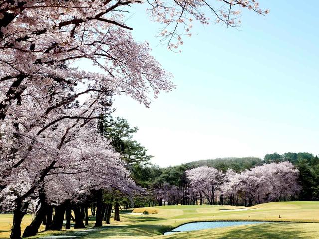 画像: 【埼玉県】池越えの8番を囲むソメイヨシノは圧巻「嵐山カントリークラブ」