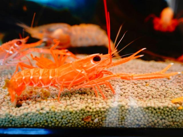 画像: 浜値でも2000円を超えるというテナガエビ。水深2~300メートルの海底に生息し、国産品きわめて貴重