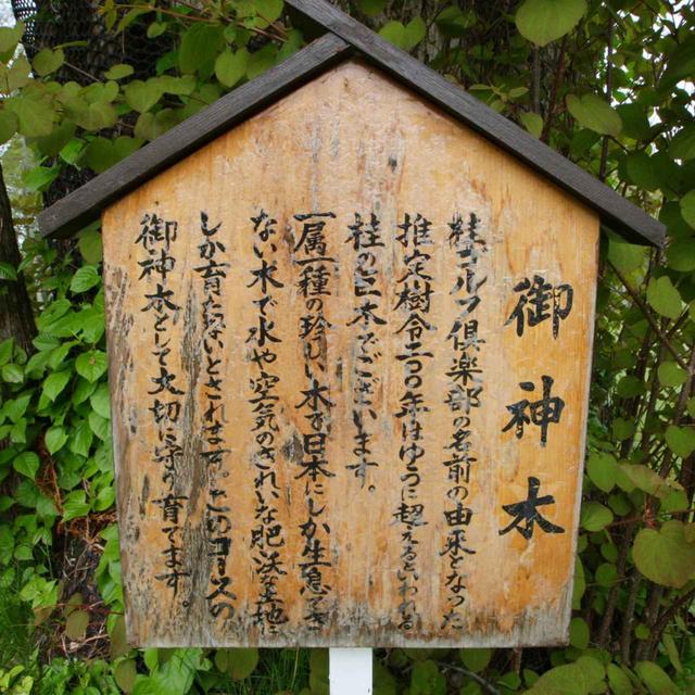 画像: フェアウェイに立つのは、樹齢200年以上の「桂の木」
