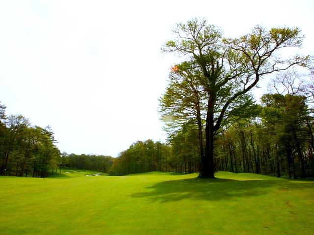画像: 18番ホール(436Y・P4)に立つ桂の木