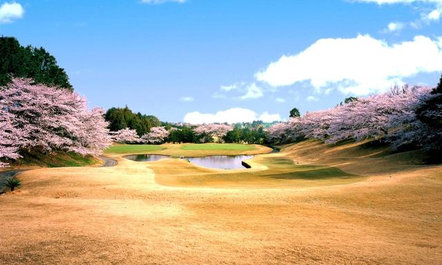 画像: 東コース6番ホール(353Y・P4)桜がグリーンと池を囲むお花見ホール