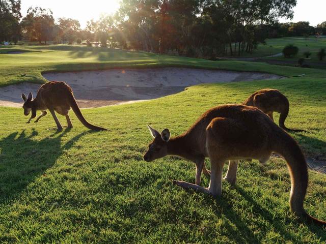画像: 朝や夕暮れには野生のカンガルーがコースに出没