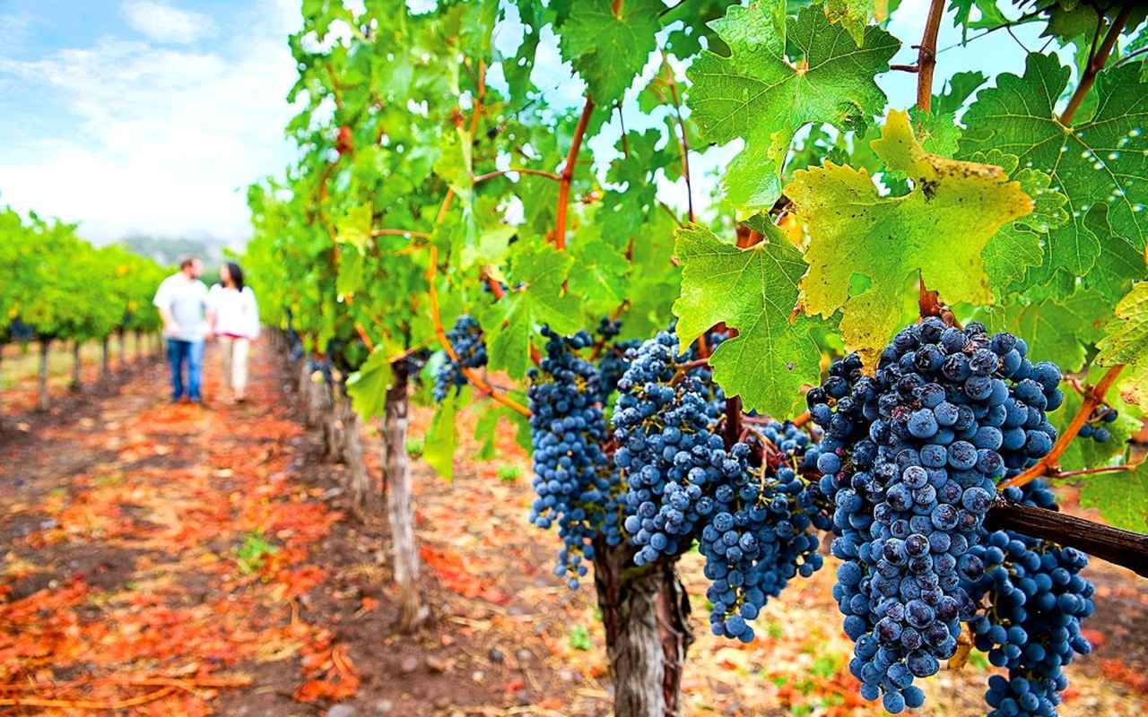 画像: ワインカントリー、ナパバレー