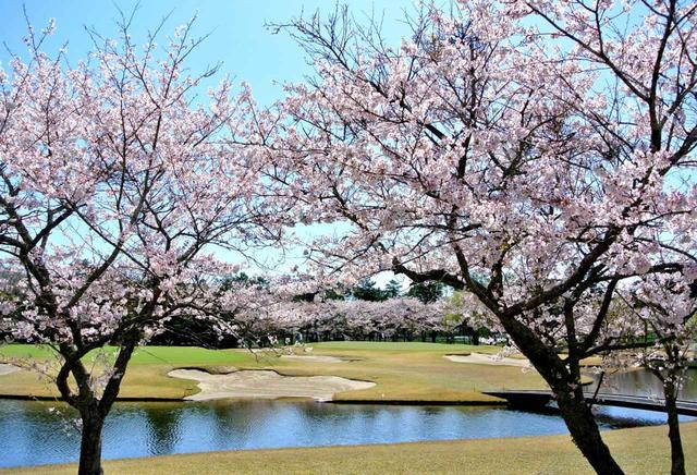 画像: 桜の美しいコースとしても知られる鶴舞CC(写真はイースト4番)