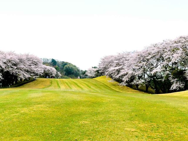 画像: 栃木CC 西C6番(556Y・P5)桜が名物のひとつ