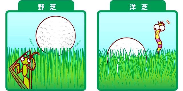 画像1: 【その三】芝の種類