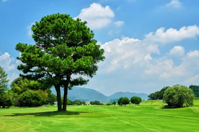 画像: 9番(580Y・P5)フェアウェイに立つ松の大木。河川敷ではあまり見かけない風景