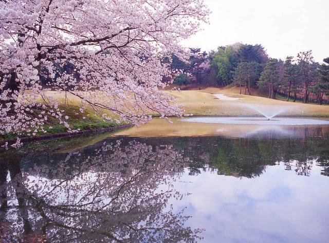 画像: 春には樹齢50年以上の桜が満開になる