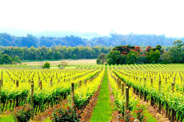 画像: ヤラバレー © Tourism Australia
