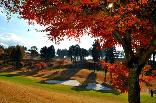 画像: 紅葉ゴルフも楽しめる36ホール
