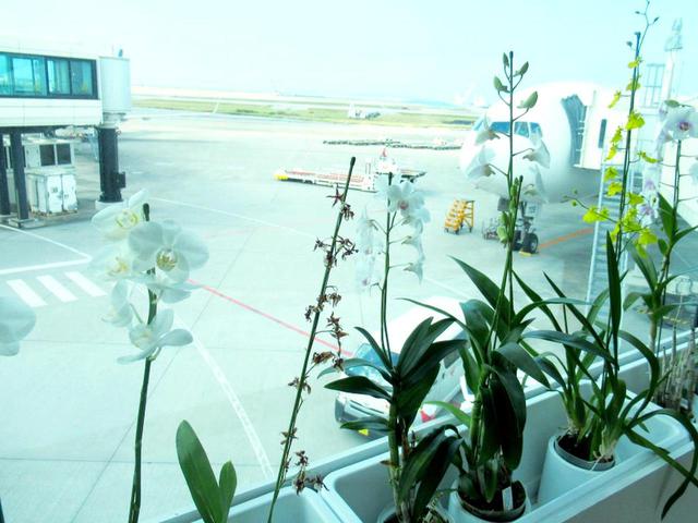 画像: 飛行機からボーディングブリッジへ。ほのかな南国の花の香りがお出迎え
