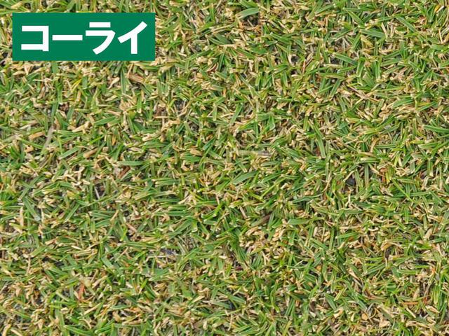 画像2: ベントに比べて手間のかからないコーライ ティ&フェアウェイではいまも主役