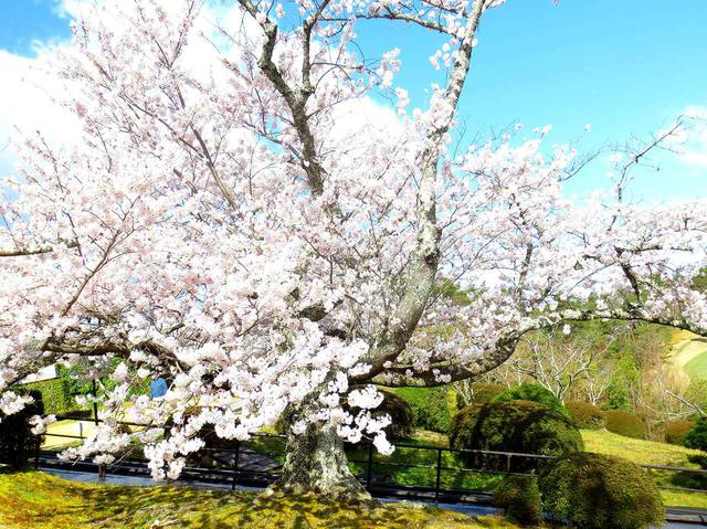 画像: 10番ホールの桜