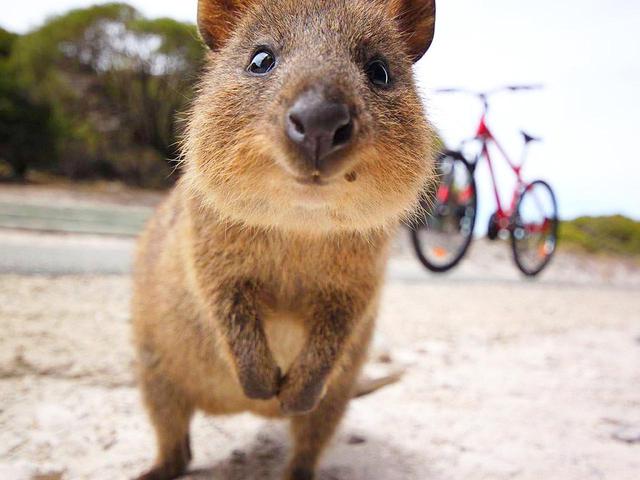 画像: 笑顔に見えると人気者Quokka