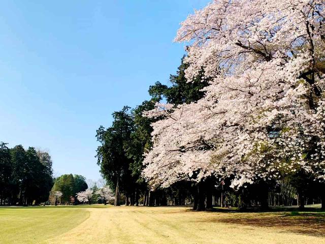 画像: 旧久保田邸の庭園にあった桜を活かしたアウトコース