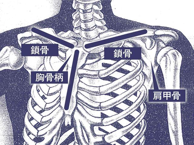 画像: 「回転する“軸” を意識するのは難しい。『胸骨柄(きょうこつへい)』を中心に回るイメージだと楽。『胸骨柄』に『鎖骨』がつき、その『鎖骨』は背中側まで回り込んで『肩甲骨』と結合している。この構造を理解しましょう」