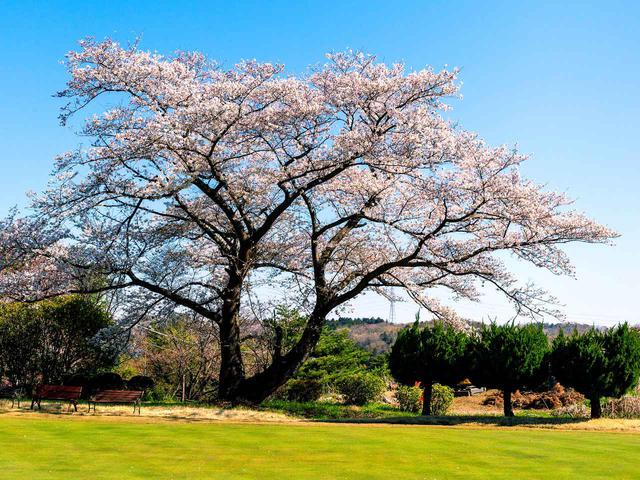 画像: 武蔵野ゴルフクラブ 古桜の下にベンチが二脚