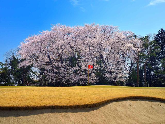 画像: 東松山カントリークラブ