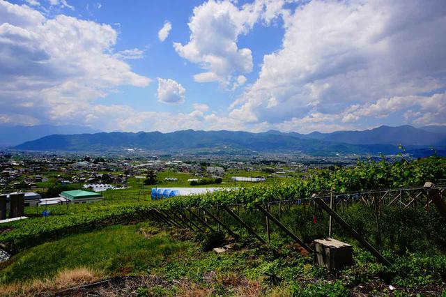 画像: 丘に広がる「ぶどう棚」はおなじみの光景だが、実はこの栽培法、雨の多い日本独自のもの。地面からぶどうを離すことで風通しを良くし、地面の水分を果実が吸いすぎない。