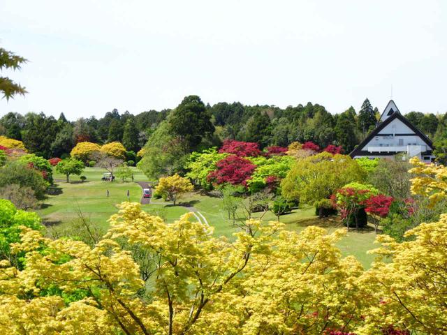 画像: 四季折々の姿を見せる。美しく手入れされた60種・8500本の庭園木
