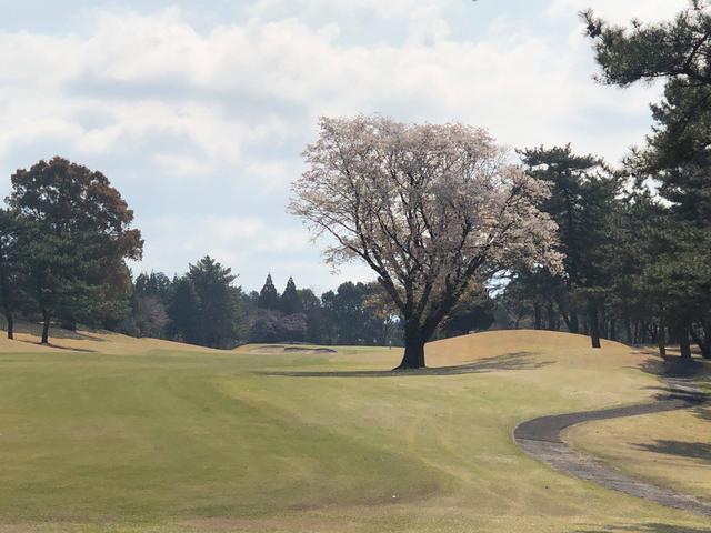 画像8: 【G-12045/熊本・4月16日出発】春の熊本玉名温泉 湯ったり3日間3プレー(現地係員同行/一人予約可能)