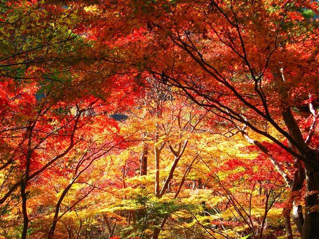画像: 太閤秀吉が愛した瑞宝寺公園の紅葉