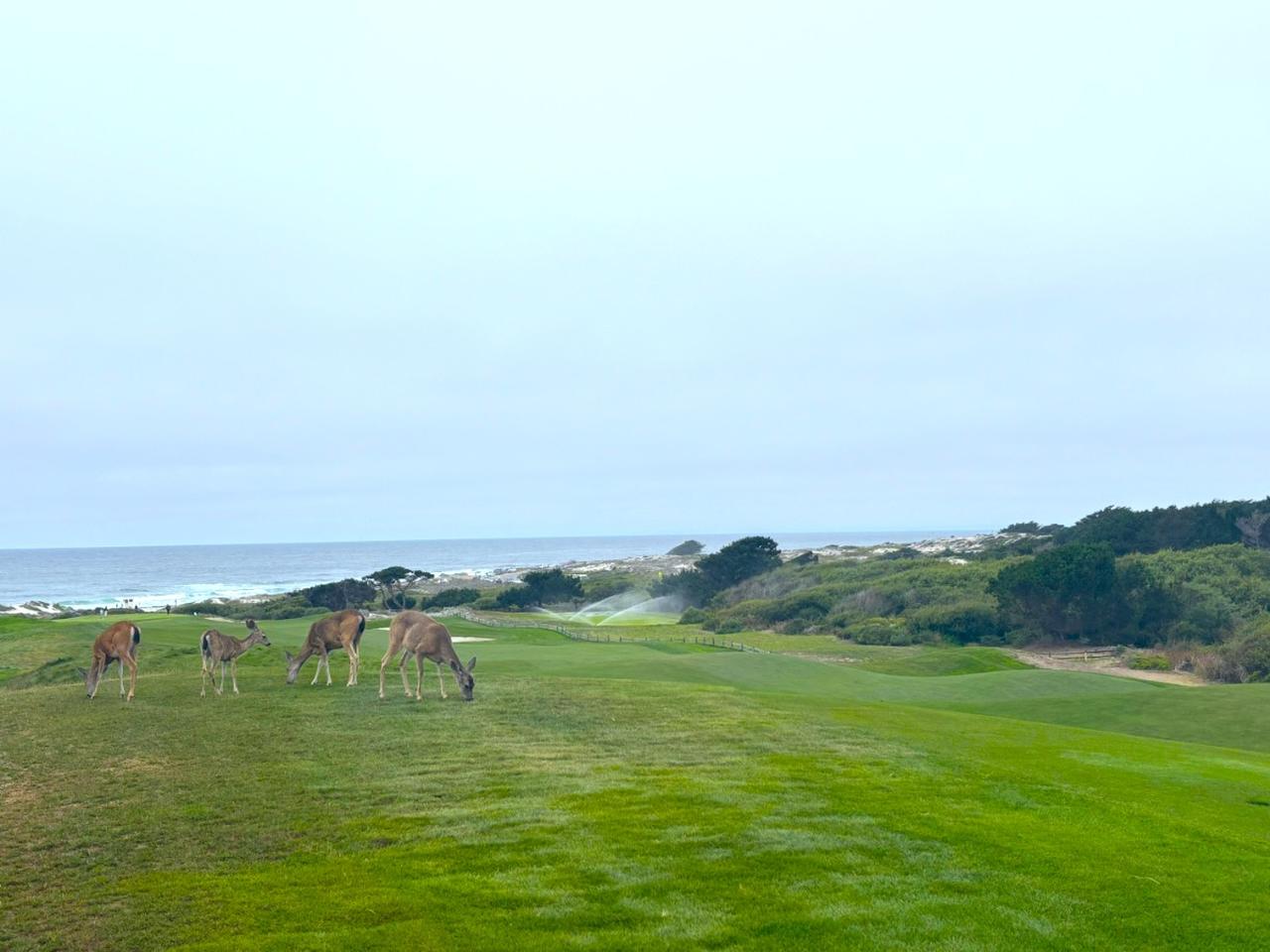 画像: コース内を散歩する野生の鹿