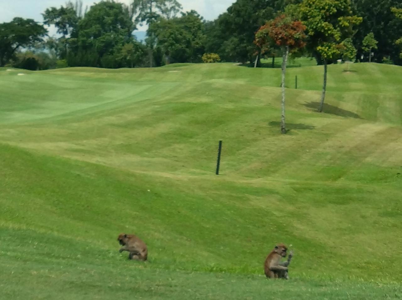 画像: コース内で野生のサルが寛ぐ姿も!