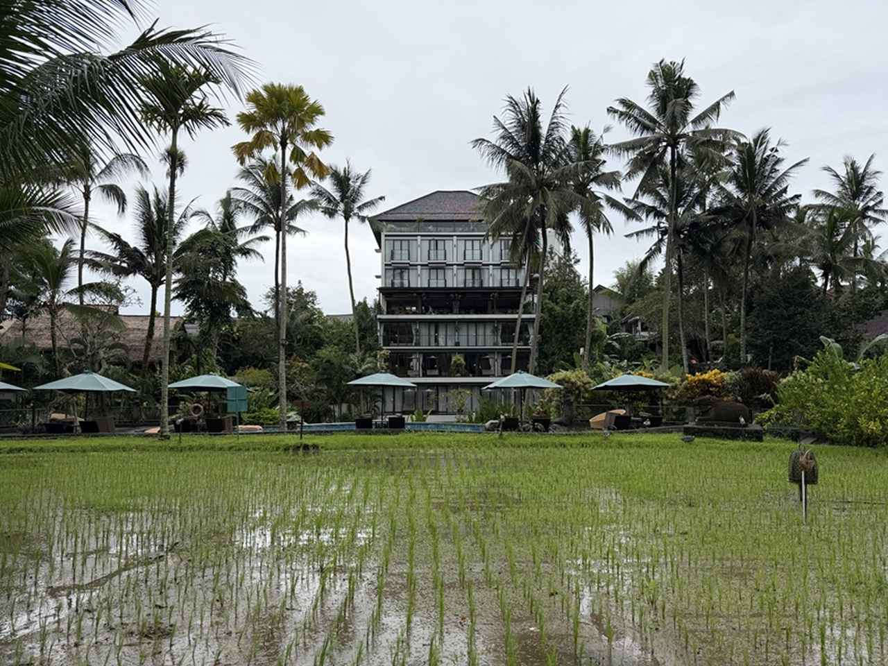 画像: ホテル敷地内の水田