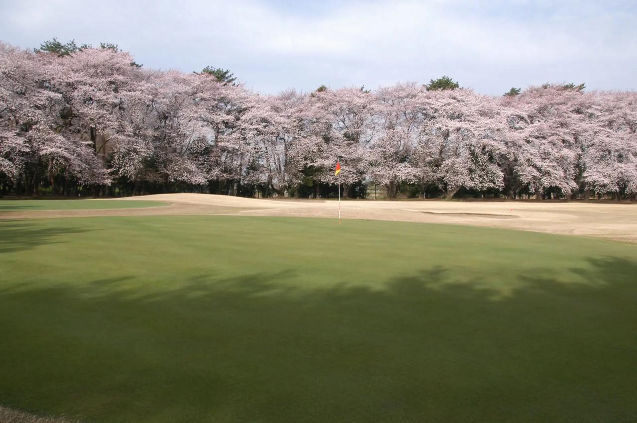 画像: 春は桜が綺麗なコース