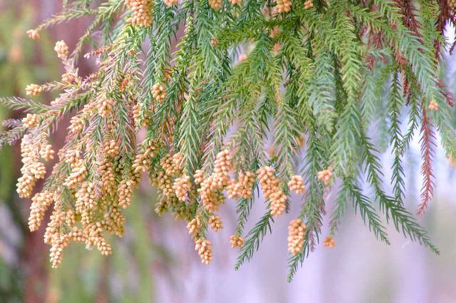 画像: 花粉症の原因は?