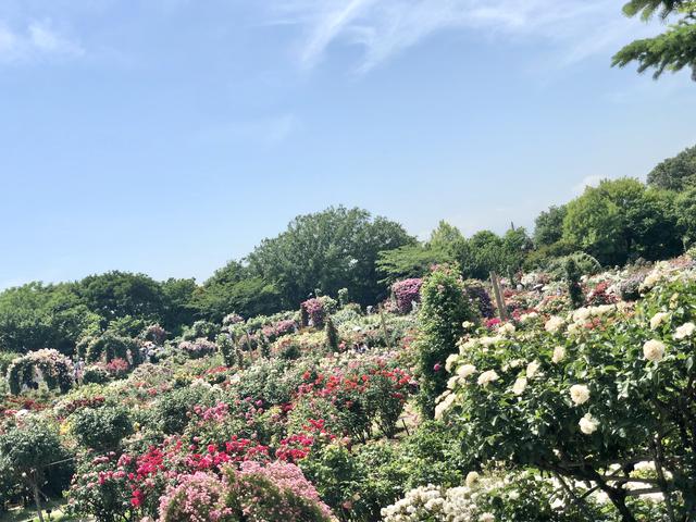 画像: 世界中の人々にバラと夢と幸せを・・・