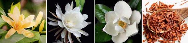 画像: 金香木、月下美人、マグノリアなどの花々を中心とした植物をブレンド