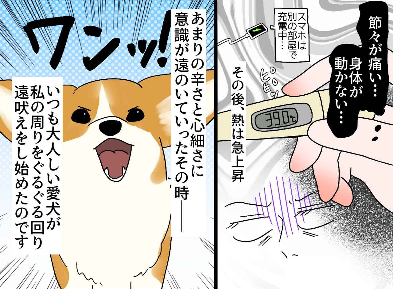 画像2: 愛犬と戯れる朝の日課