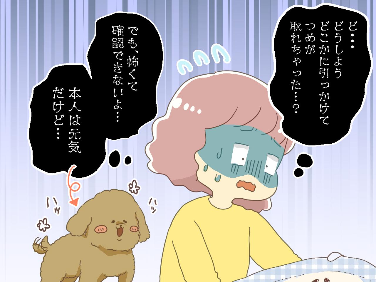 画像2: 【4コマ漫画】愛犬の布団に落ちていた黒い塊！大けがをしたのかと慌てる私に獣医が告げたその正体とは……！？