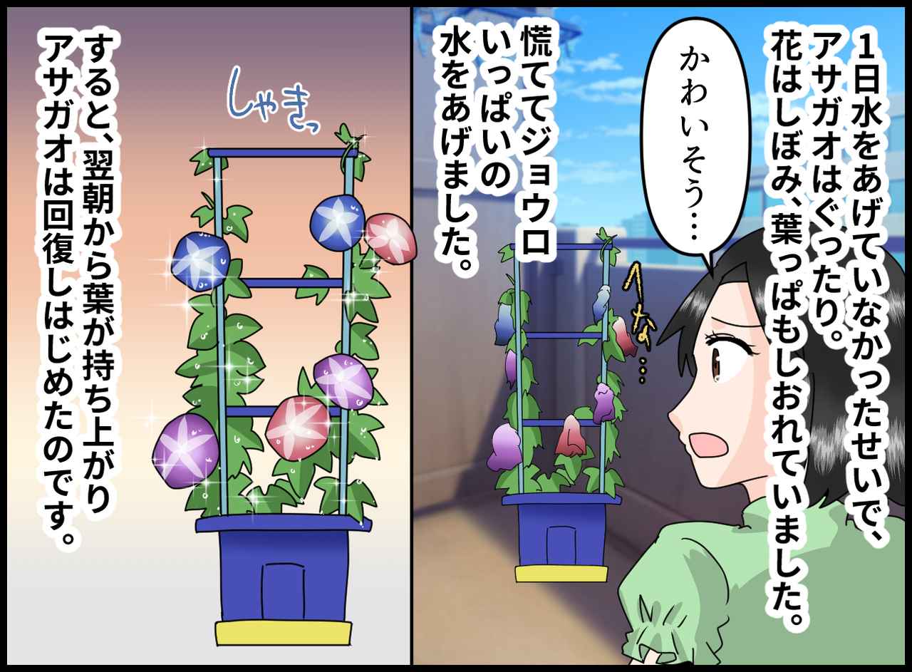 画像3: 【4コマ漫画】アサガオの観察に夢中