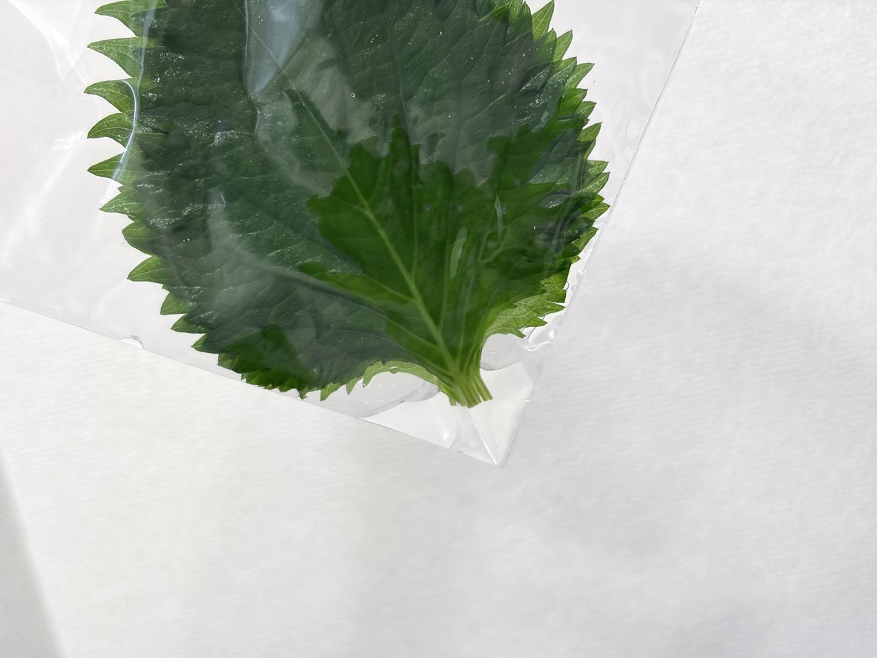 画像3: 冷蔵庫に入れる前にひと手間！
